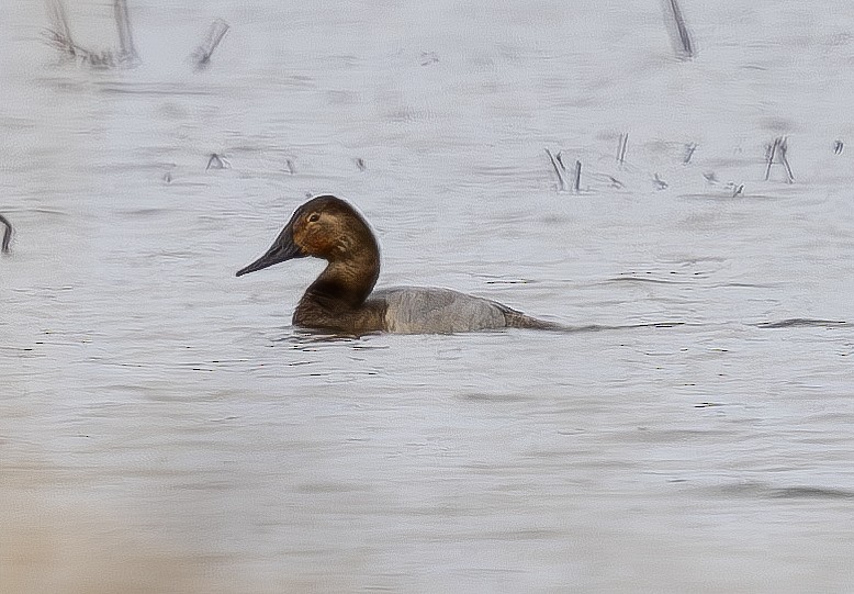 Canvasback - ML615333572