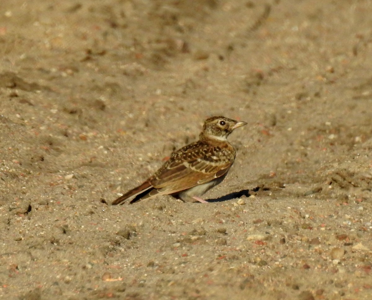 Horned Lark - Sue Ascher