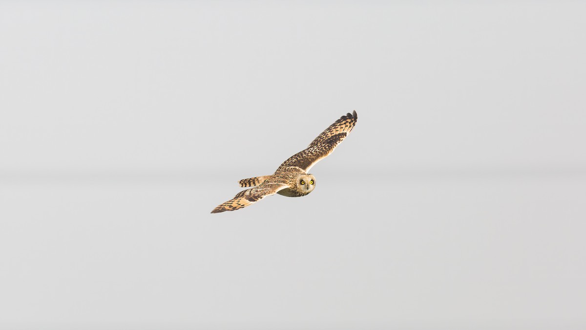 Short-eared Owl - ML615333662