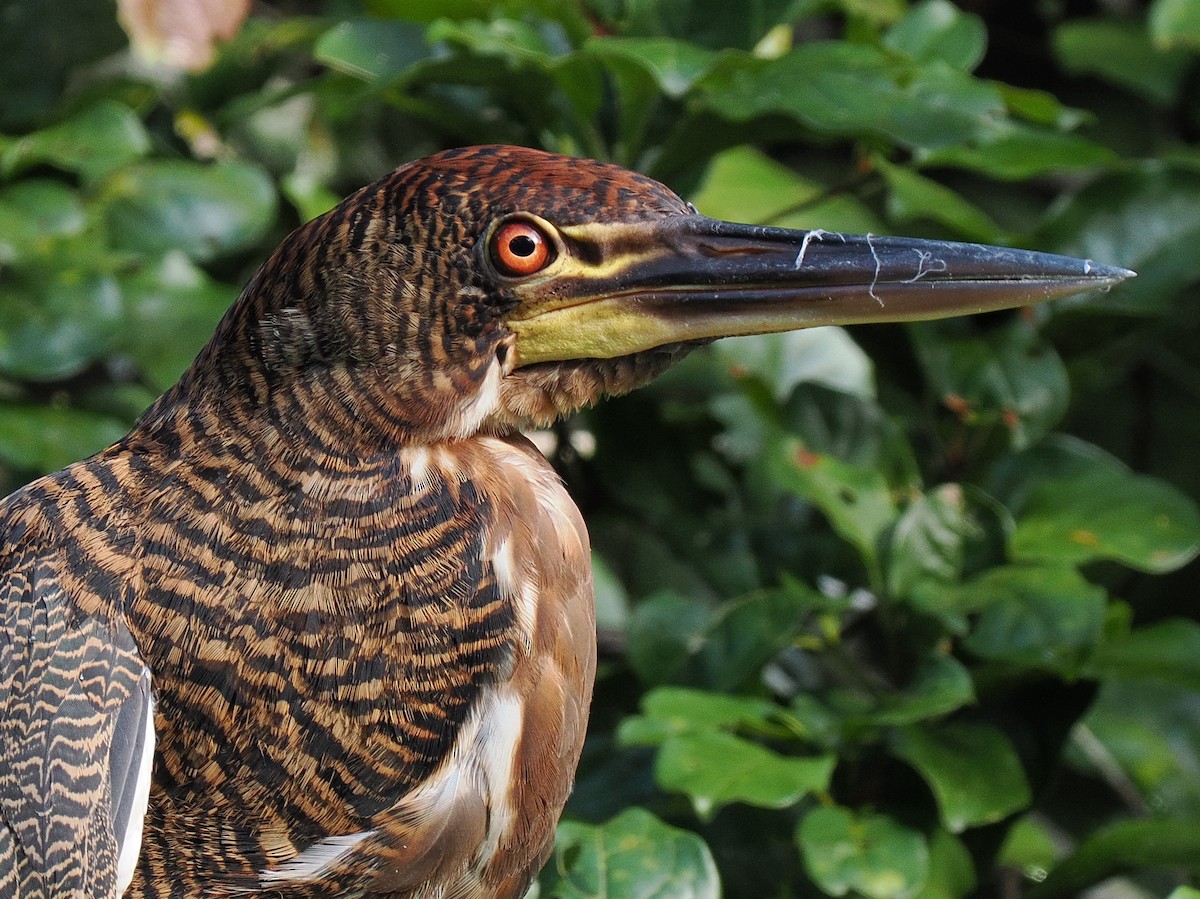 Rufescent Tiger-Heron - ML615333689