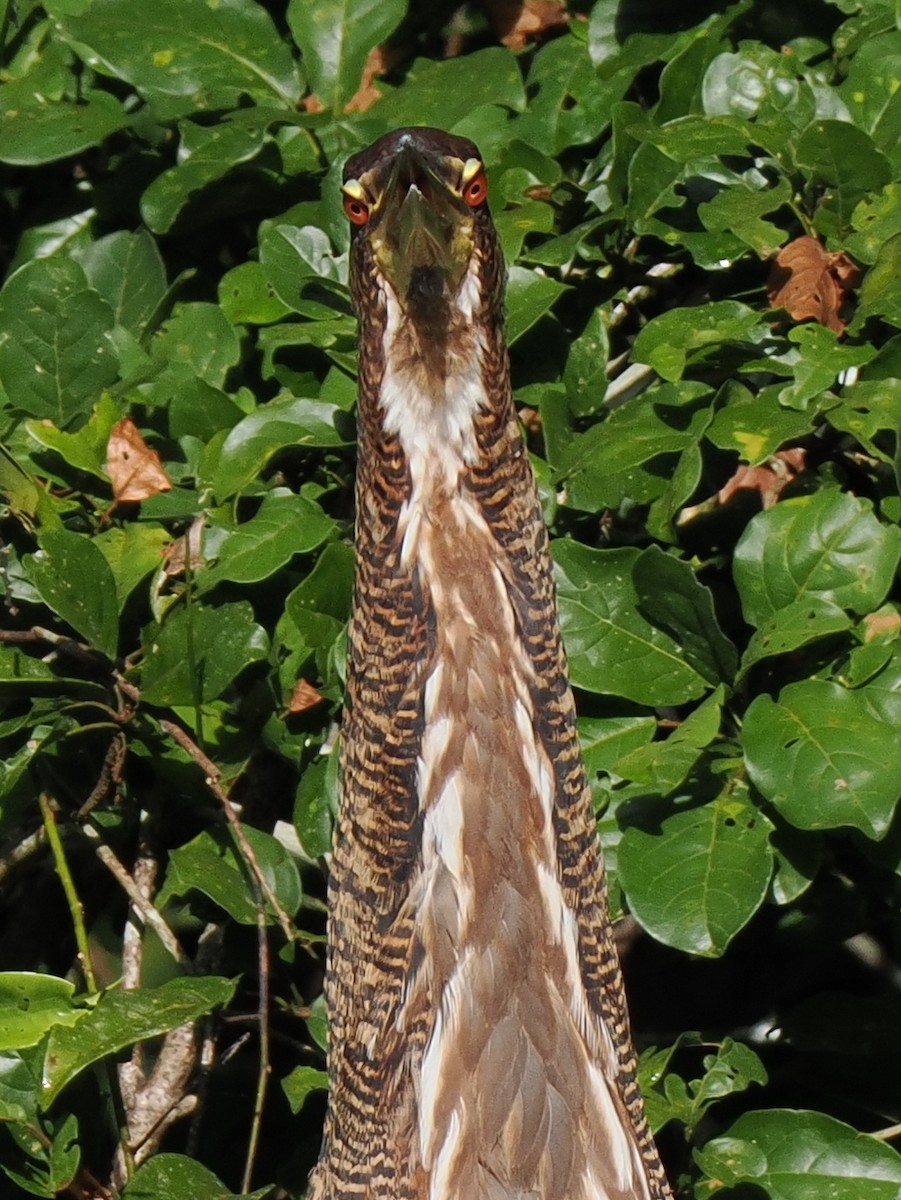 Rufescent Tiger-Heron - Ben Jesup