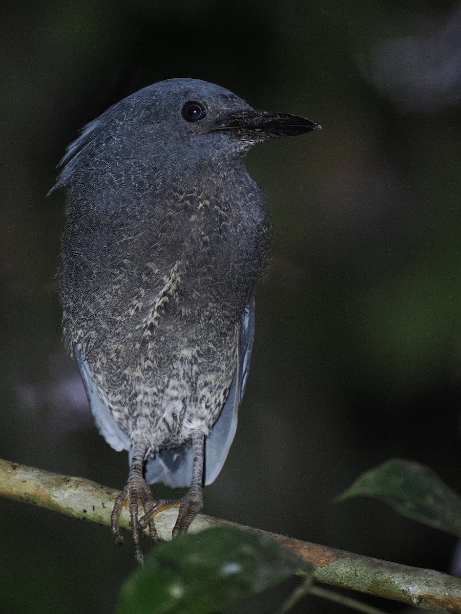 Zigzag Heron - Ben Jesup