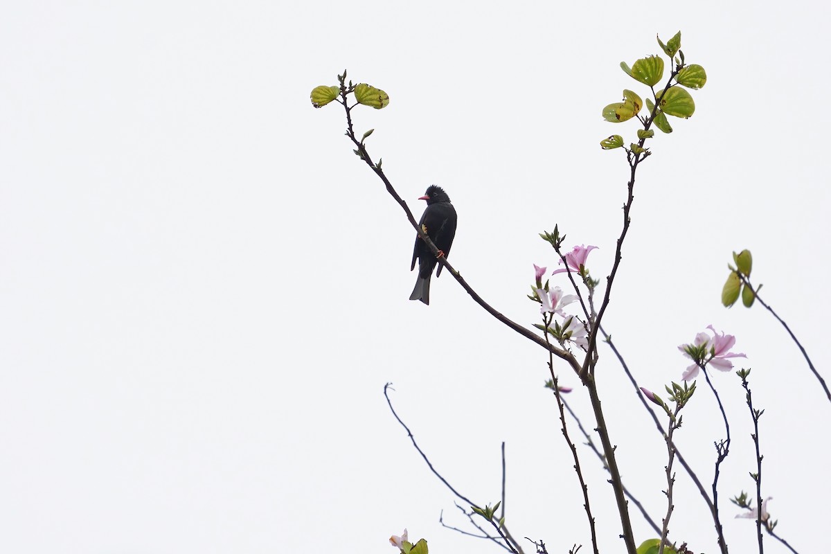 Black Bulbul - ML615333786