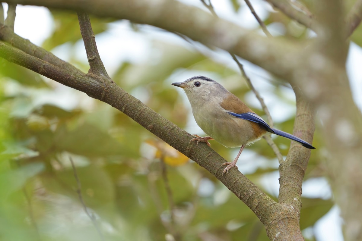 Actinodure à ailes bleues - ML615333794