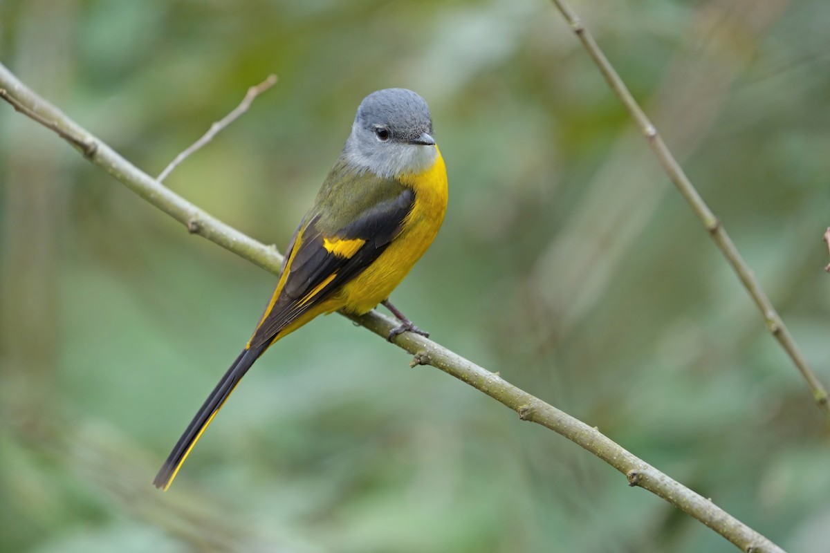 Gray-chinned Minivet - ML615333800