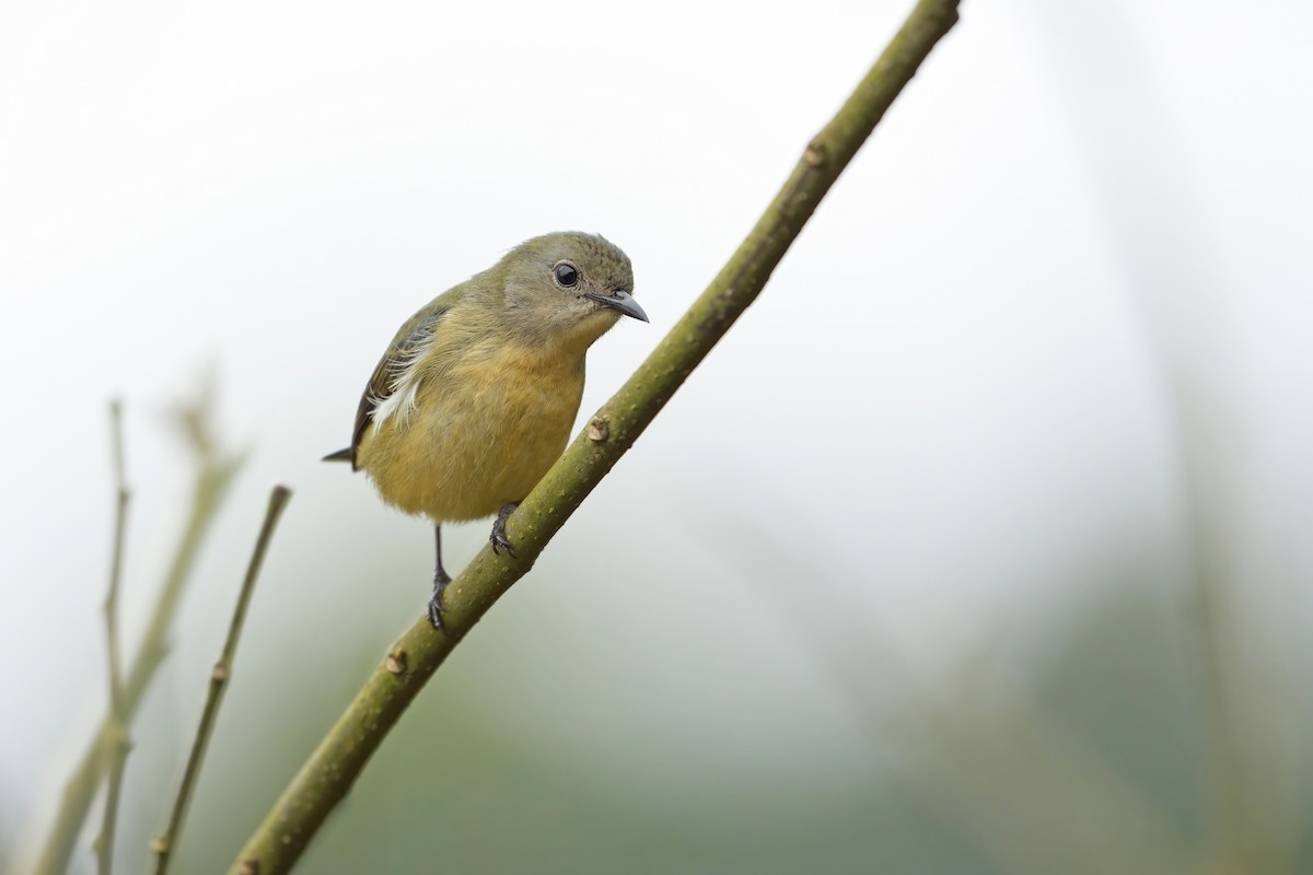 Fire-breasted Flowerpecker - ML615333812