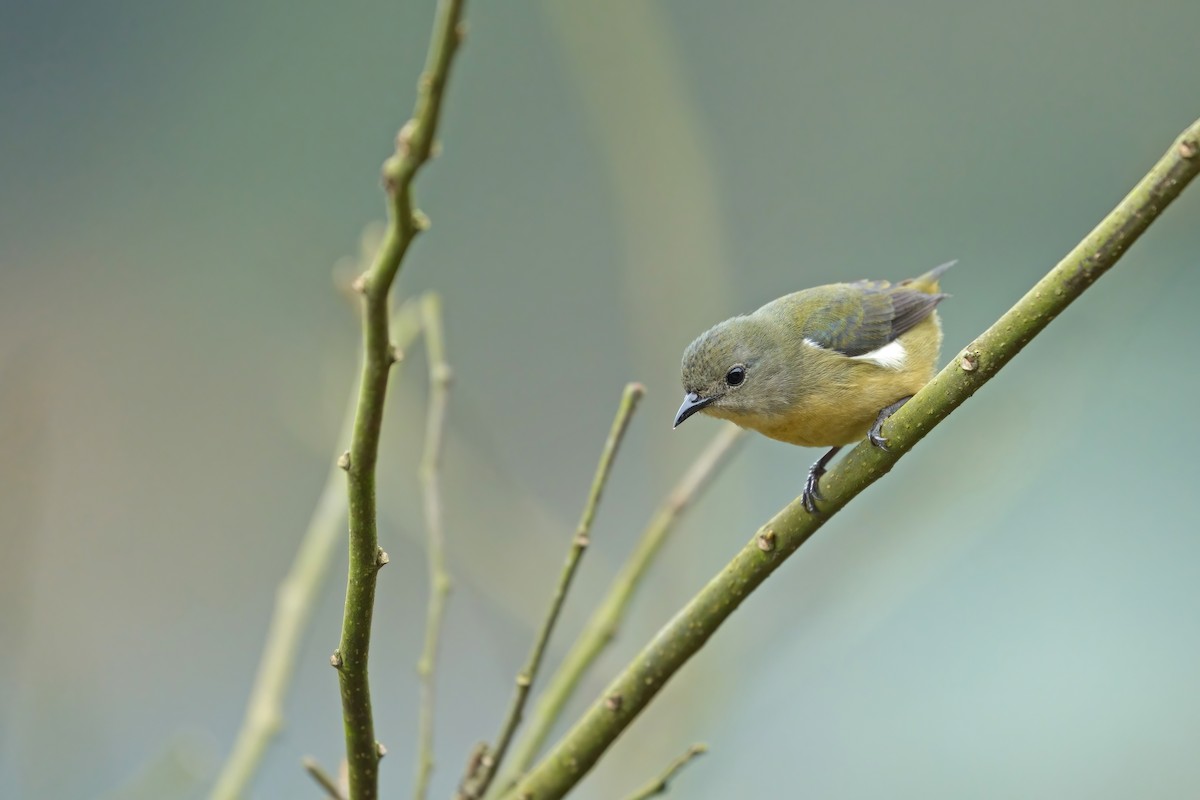 Fire-breasted Flowerpecker - ML615333813