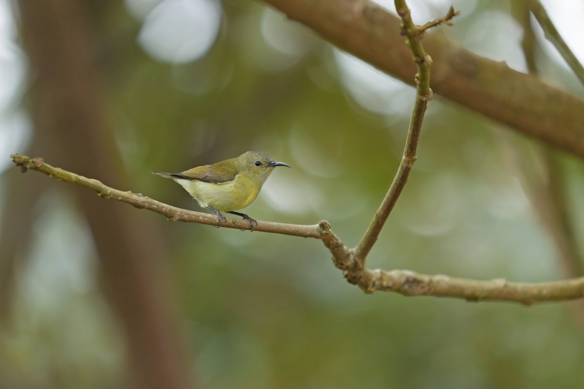 Mrs. Gould's Sunbird - ML615333816