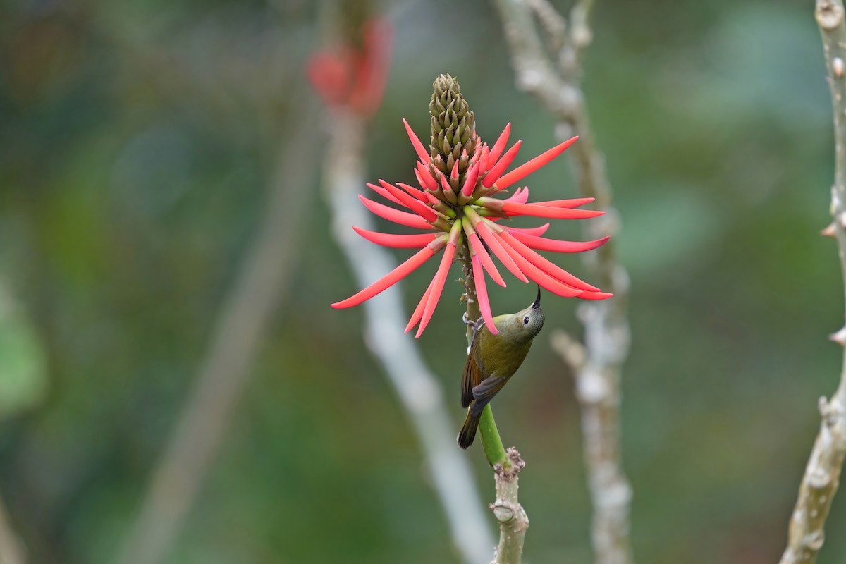 Mrs. Gould's Sunbird - ML615333817