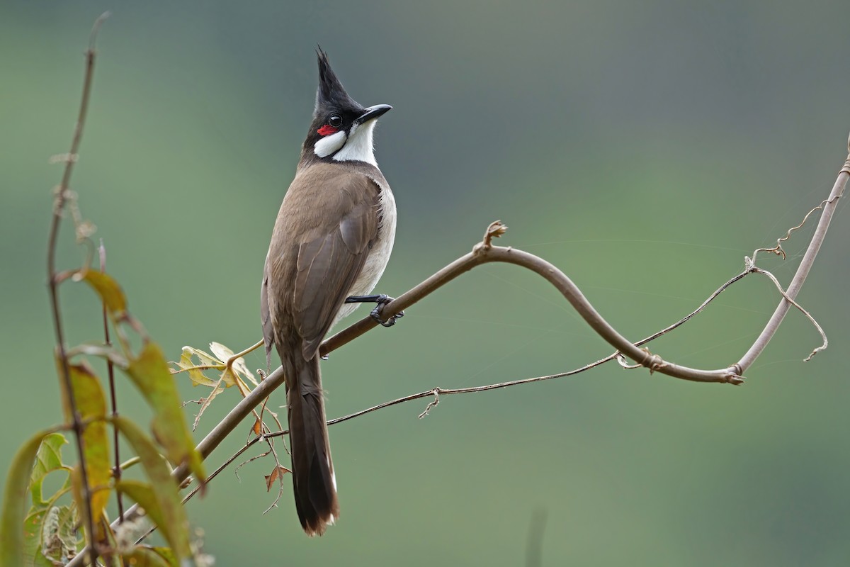 Red-whiskered Bulbul - ML615333826