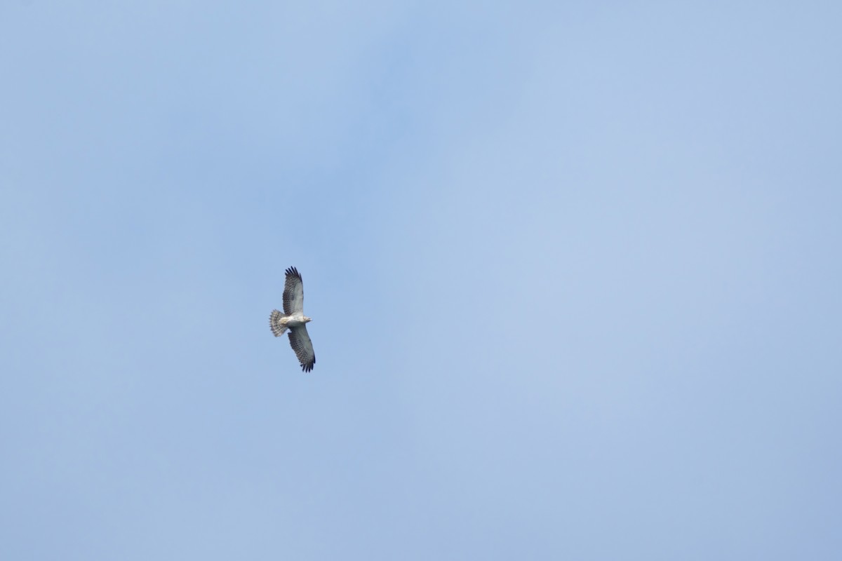 Oriental Honey-buzzard - ML615333836