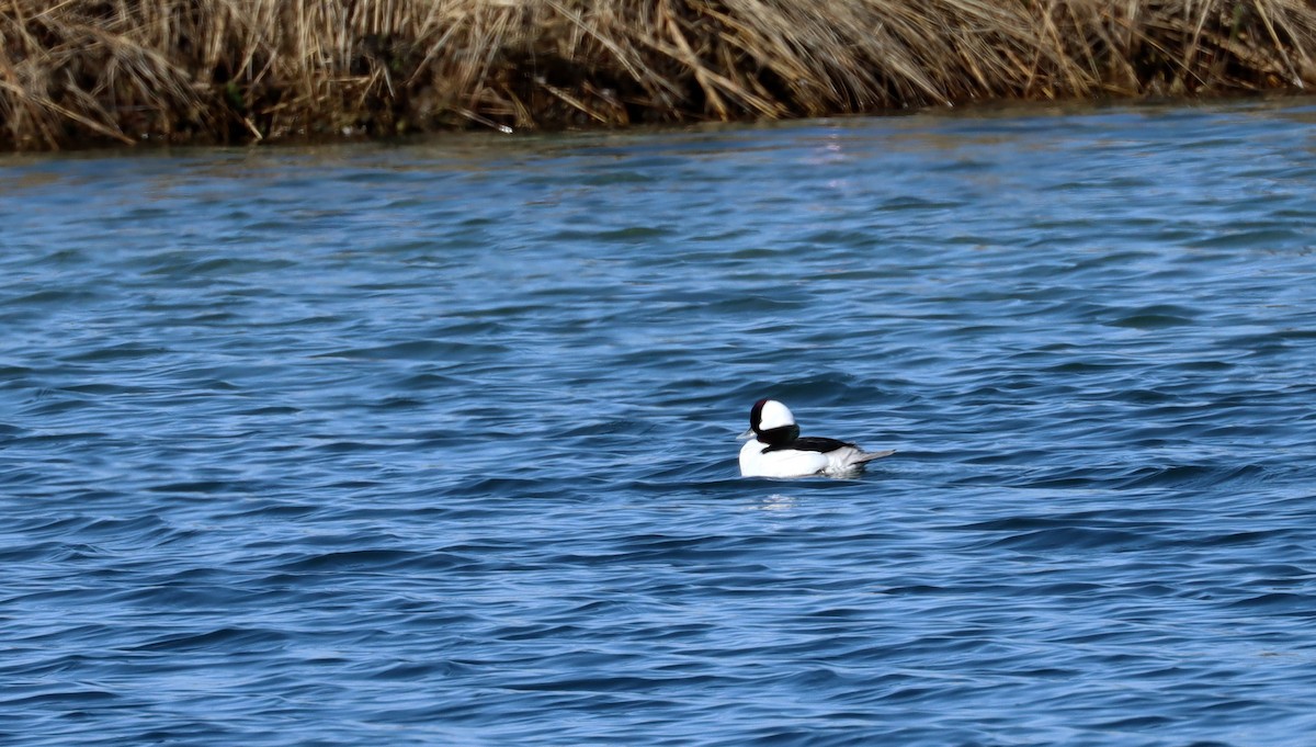 Bufflehead - ML615333842