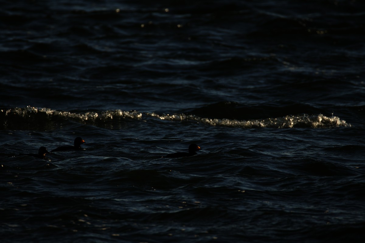 Black Scoter - ML615333857