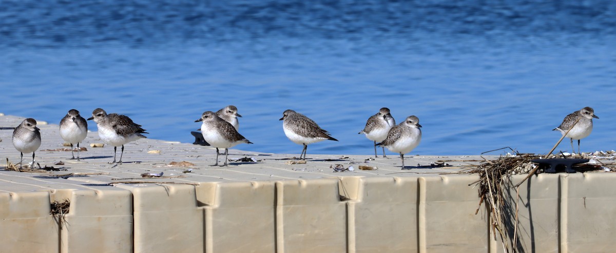 Black-bellied Plover - ML615333864