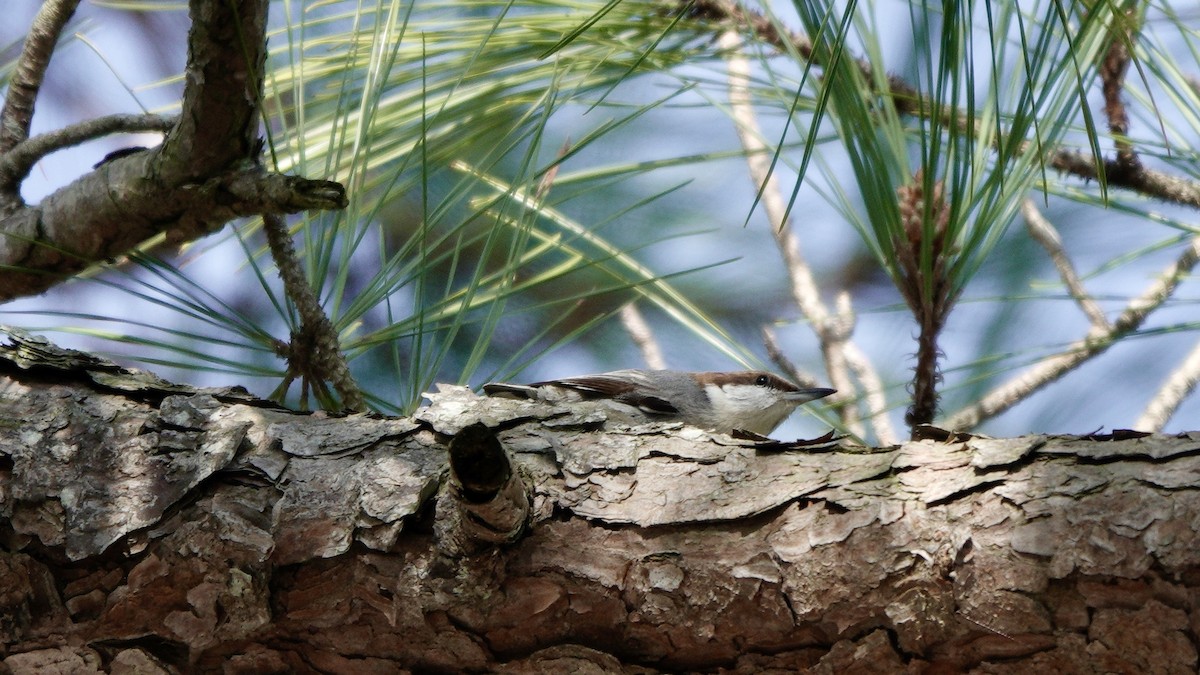 Brown-headed Nuthatch - ML615333889