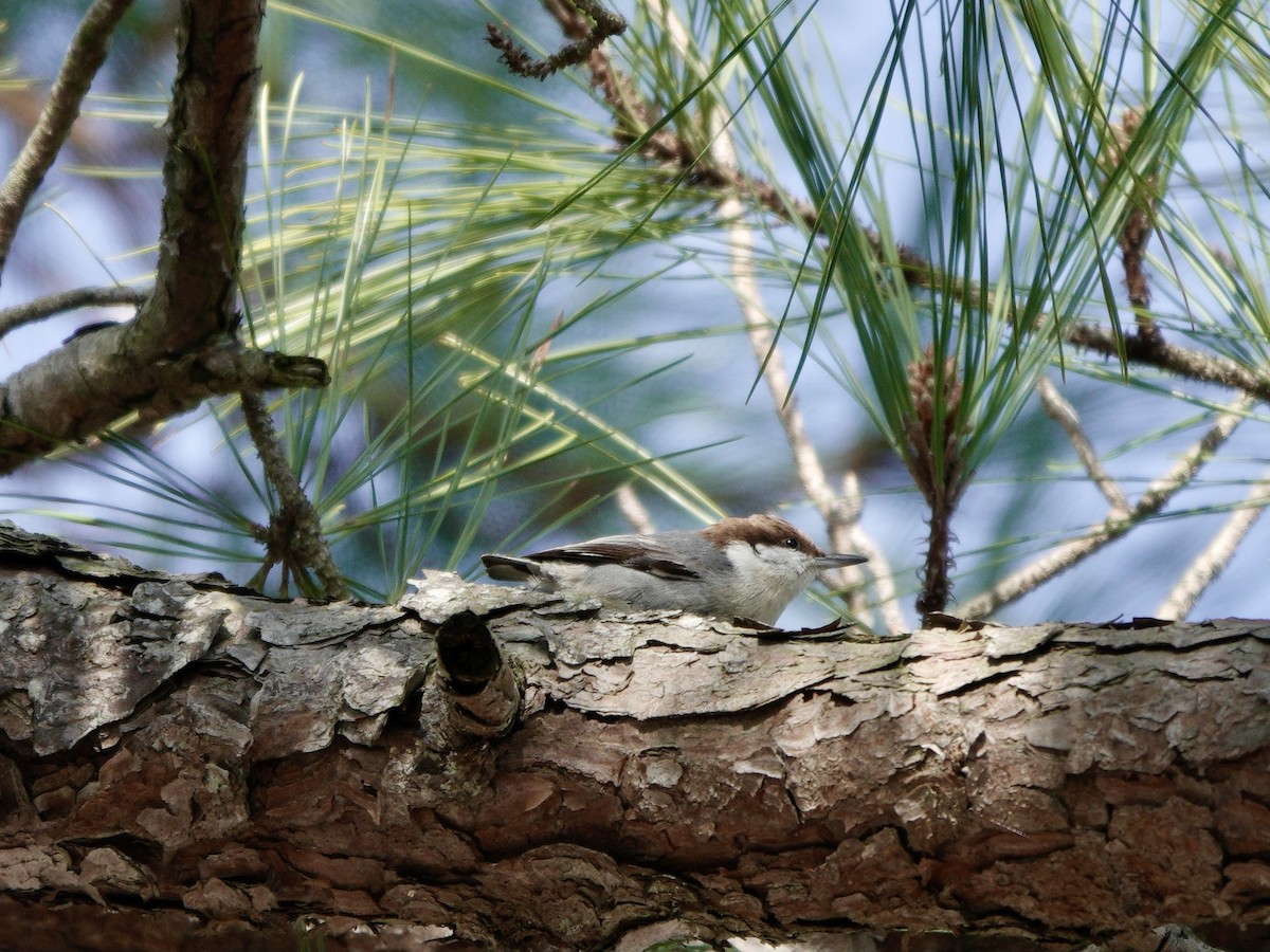 Brown-headed Nuthatch - Yi-Ying Lee