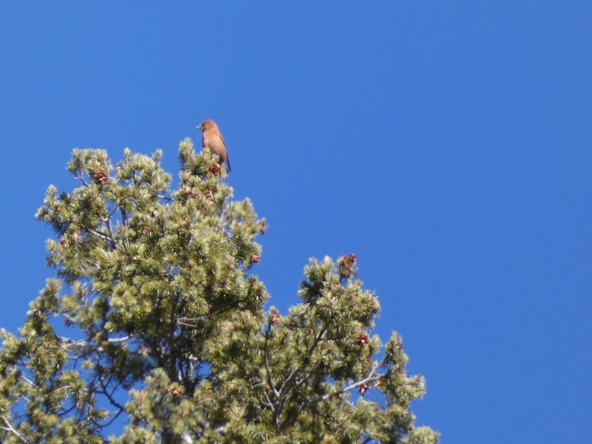 Red Crossbill - ML615333902