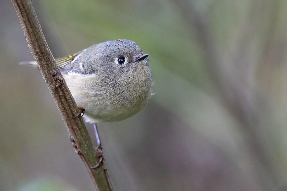 Ruby-crowned Kinglet - ML615334050