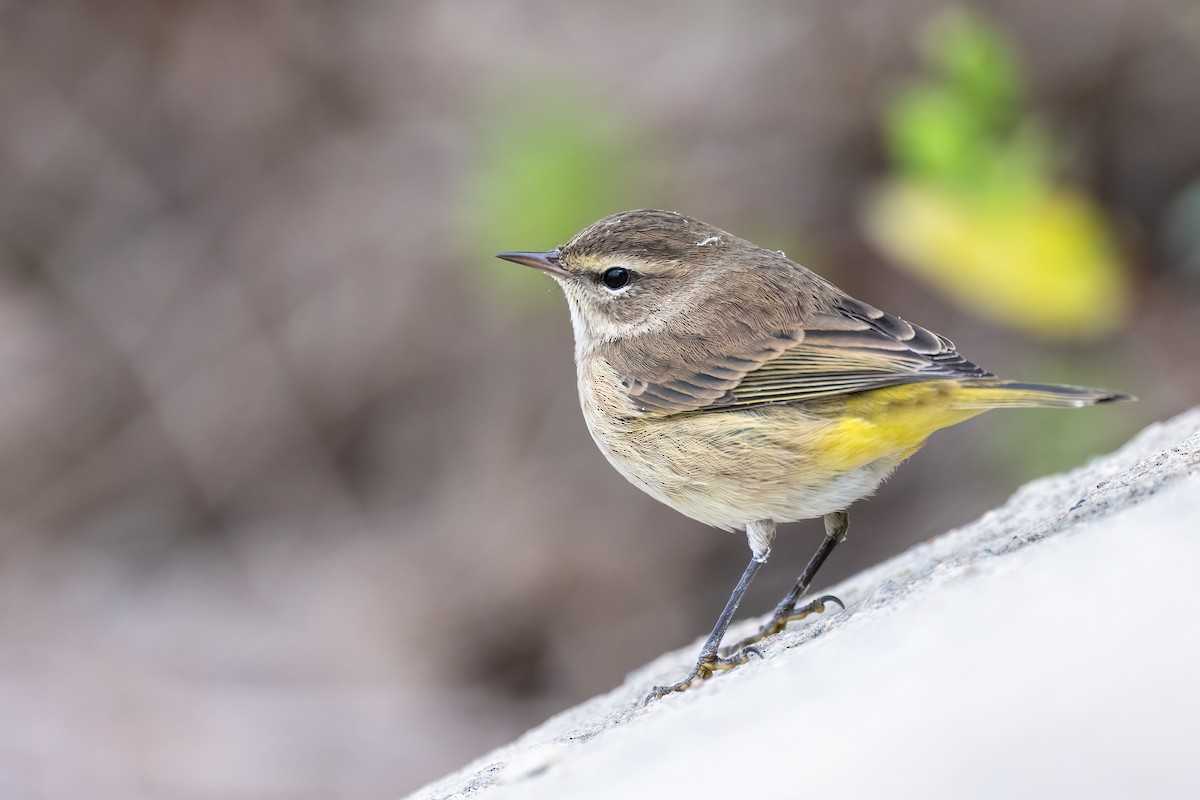 Palm Warbler - Peter F