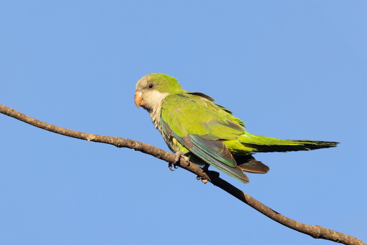 Monk Parakeet (Monk) - ML615334079