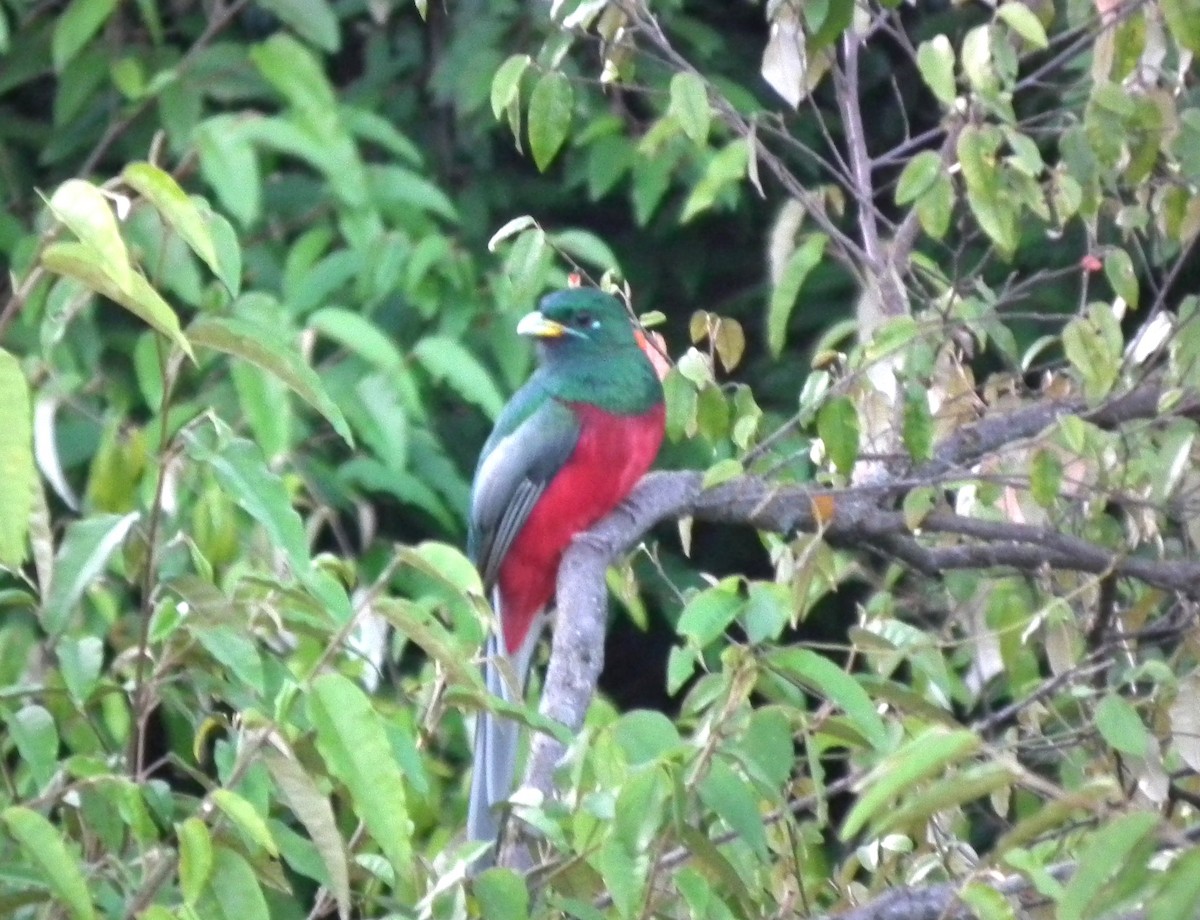 trogon africký - ML615334222