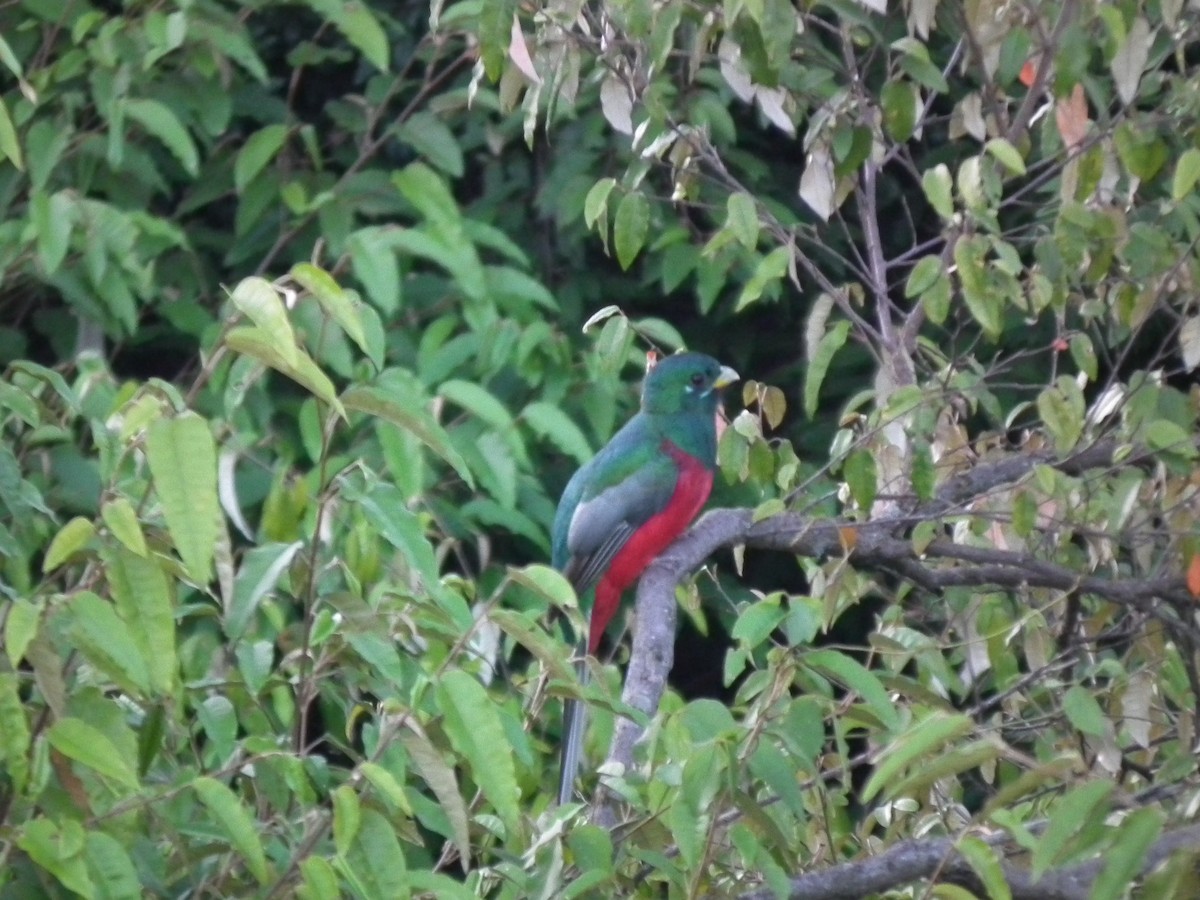 trogon africký - ML615334224