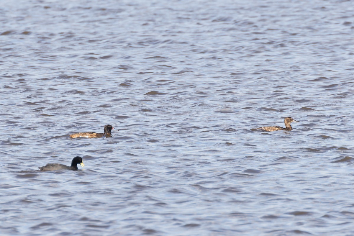 Black-headed Duck - ML615334238