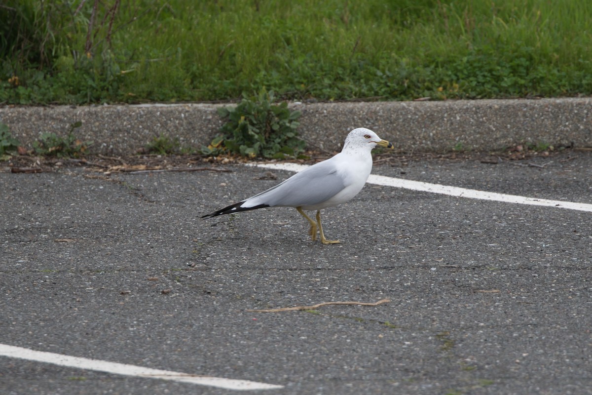 Ring-billed Gull - Kevin Thomas