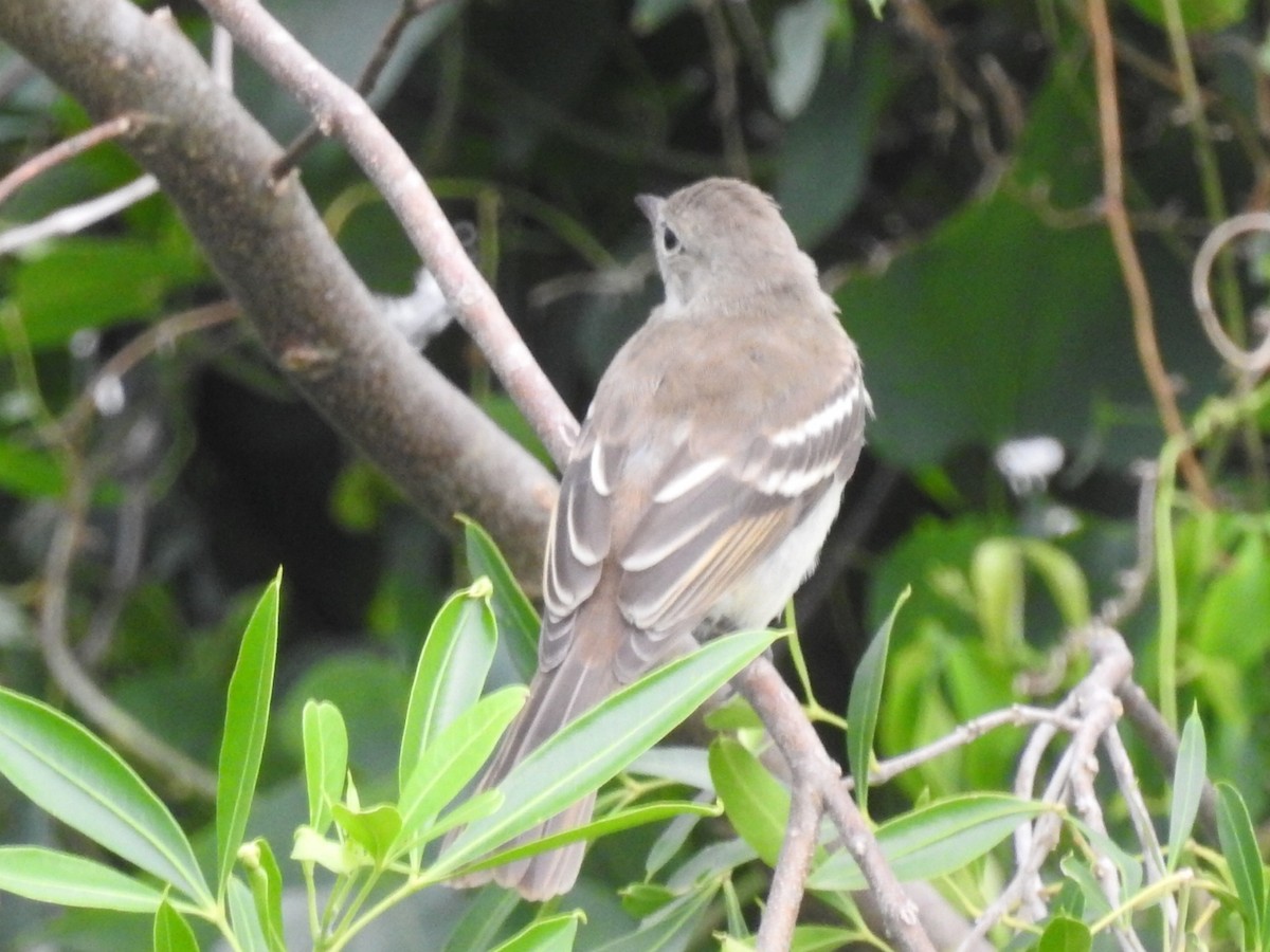 Yellow-bellied Elaenia - ML615334289