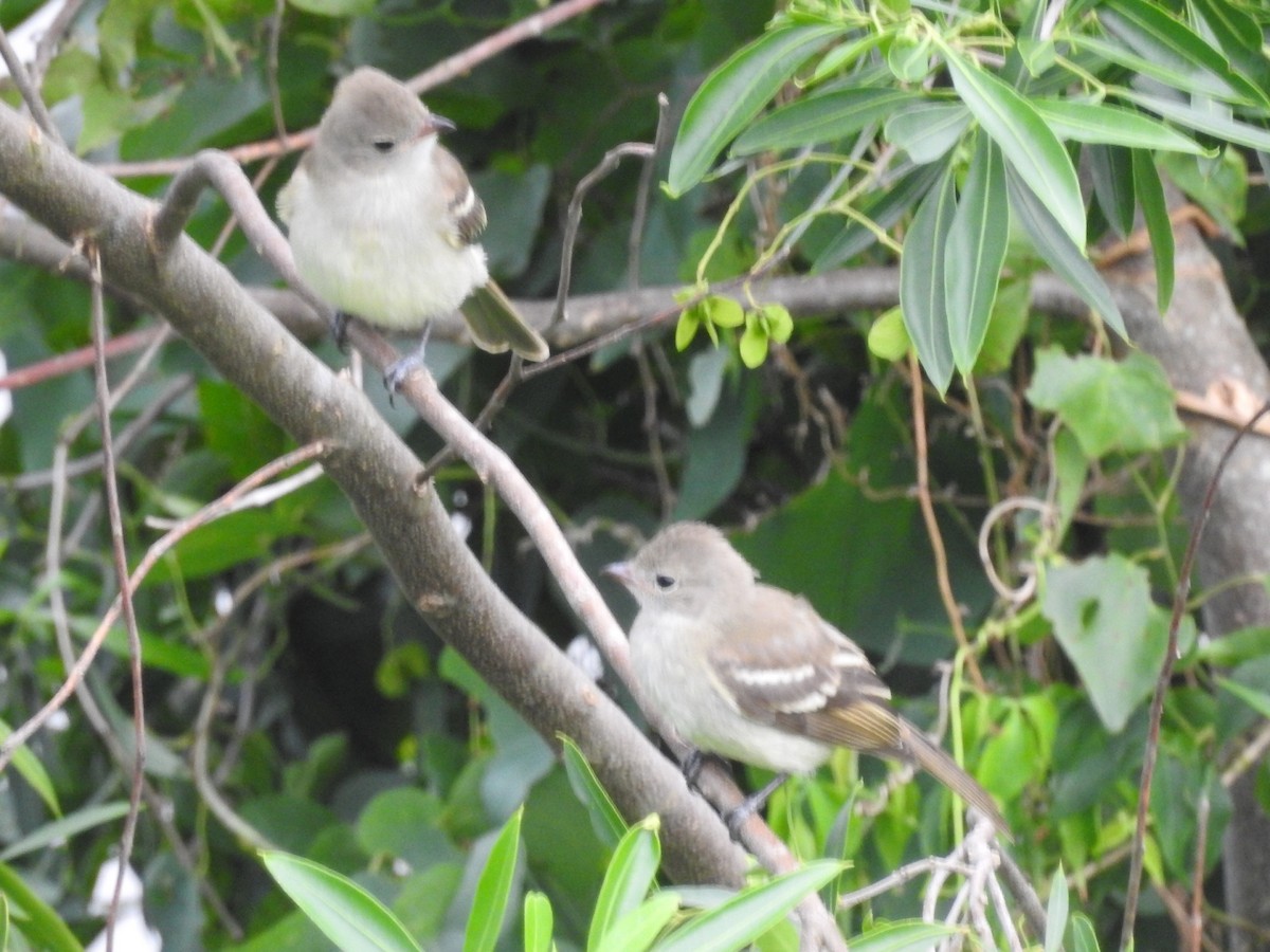 Yellow-bellied Elaenia - ML615334290