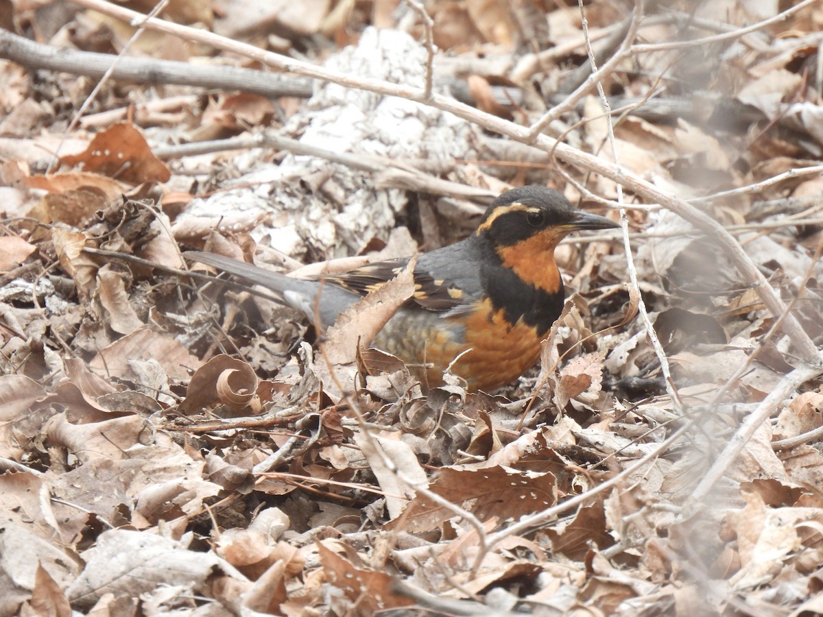 Varied Thrush - ML615334359