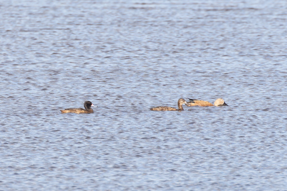 Black-headed Duck - ML615334421