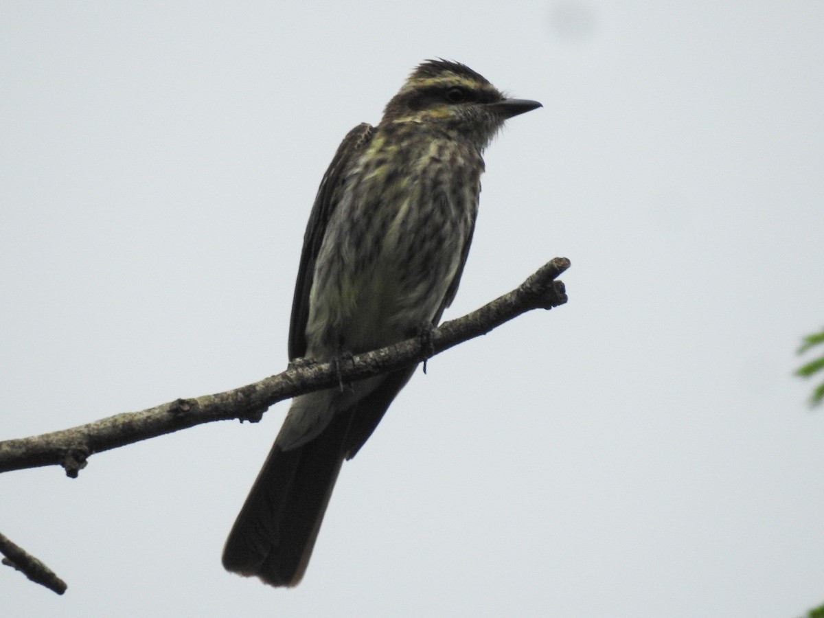 Variegated Flycatcher - ML615334474