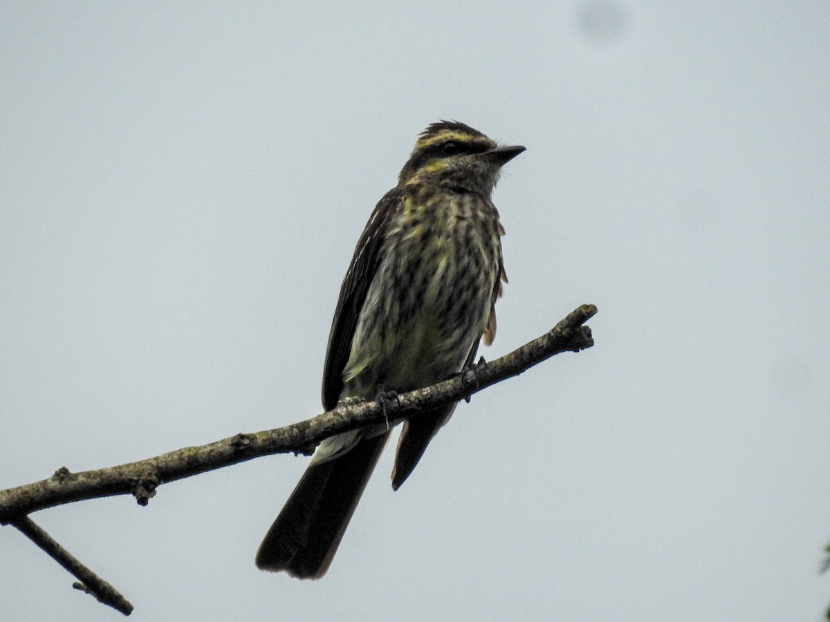 Variegated Flycatcher - ML615334475