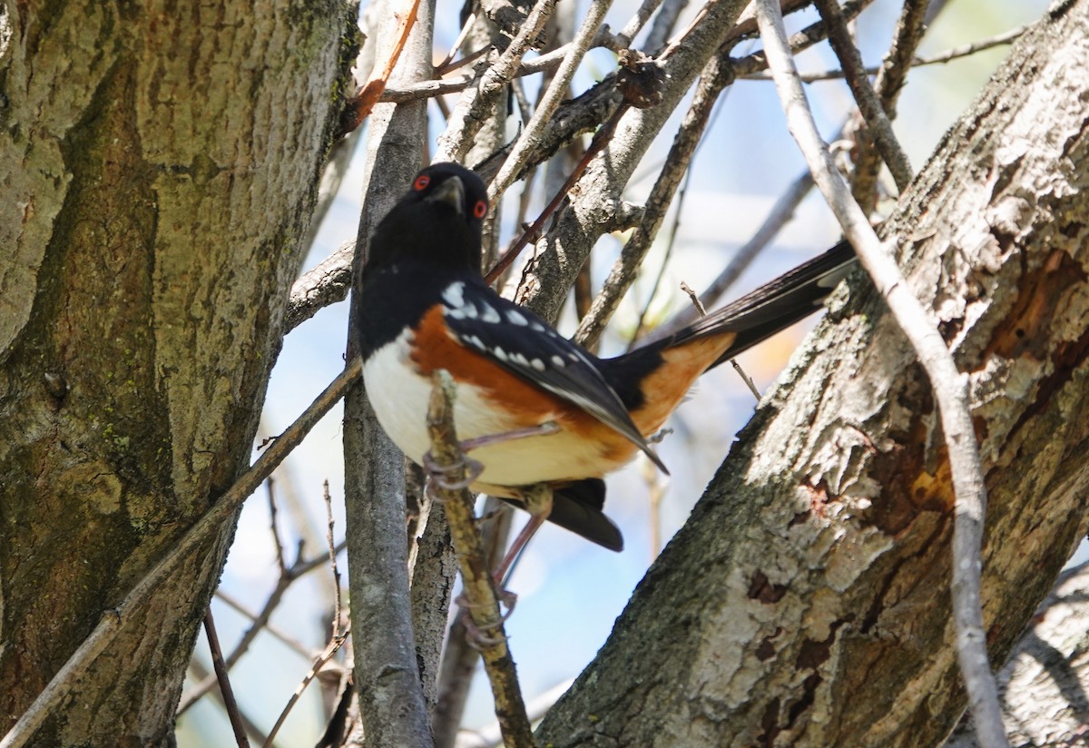 Spotted Towhee - Monica P