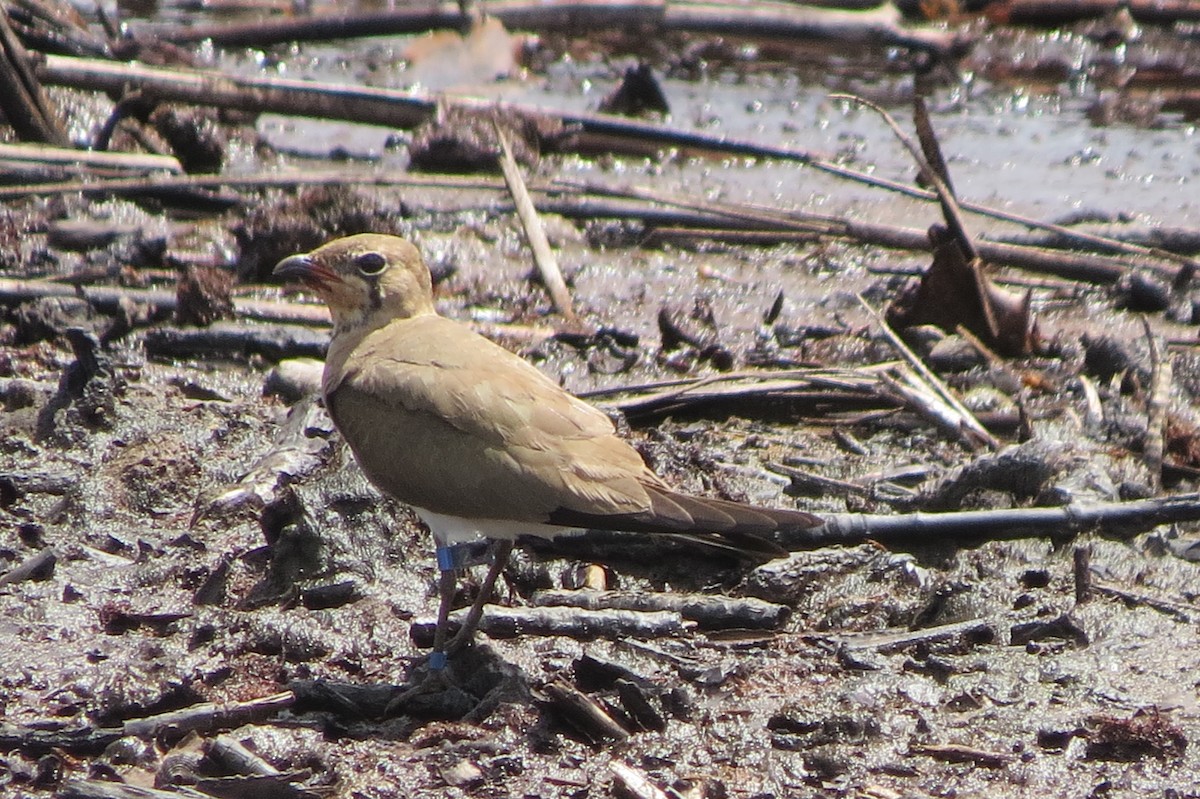 Oriental Pratincole - ML615334594