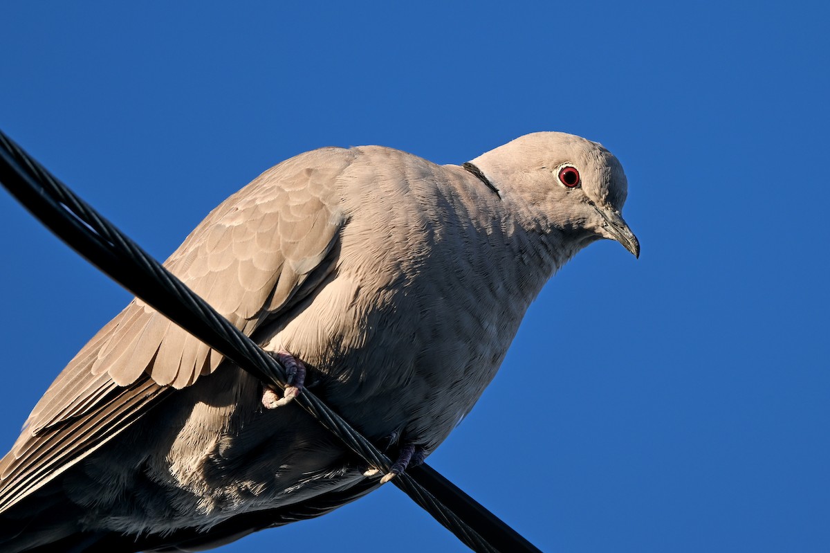 Eurasian Collared-Dove - ML615334795