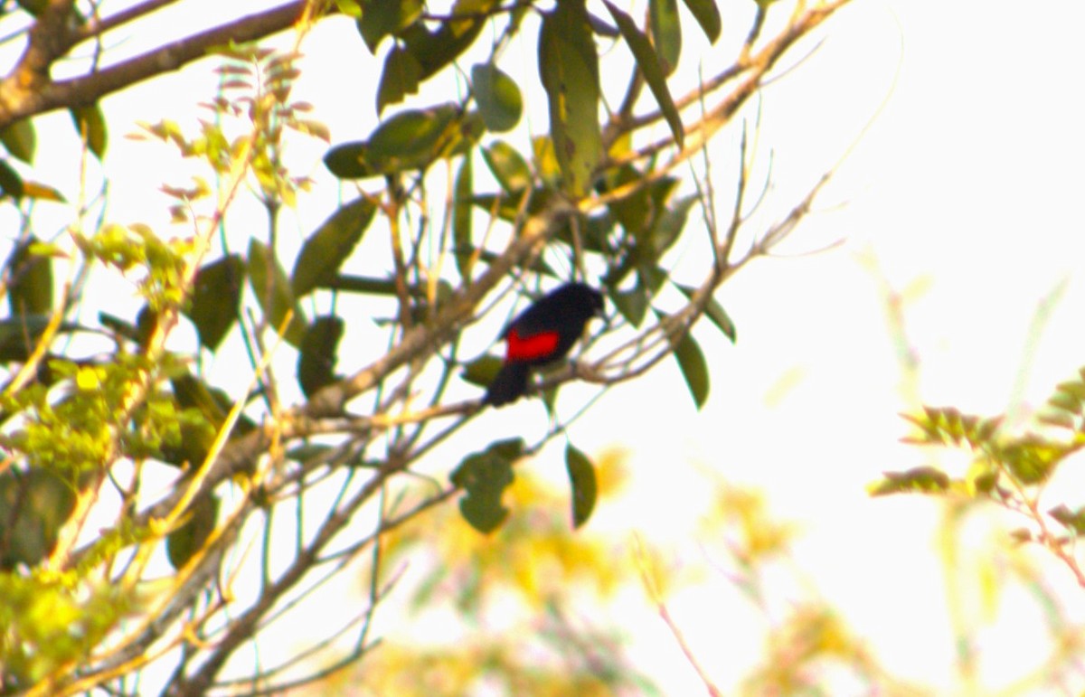 Scarlet-rumped Tanager - ML615334882