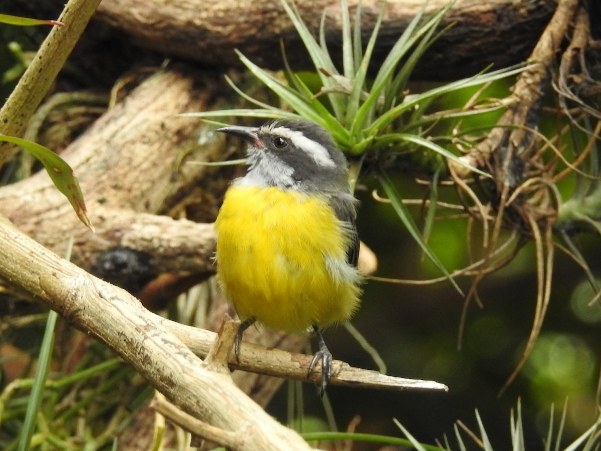 Bananaquit - ML615334909