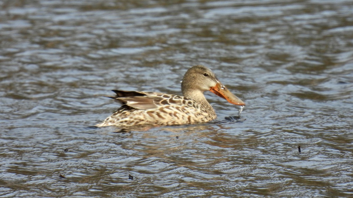 Canard souchet - ML615334917