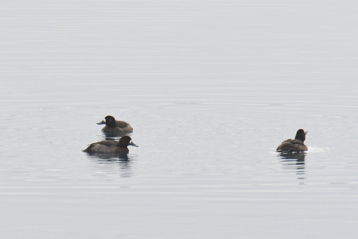 Greater Scaup - ML615334920