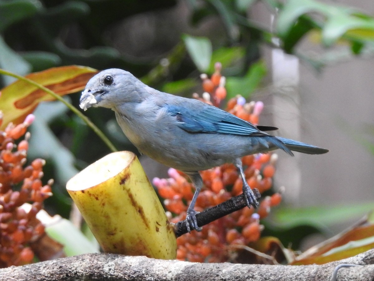 Sayaca Tanager - Daniel Garrigues