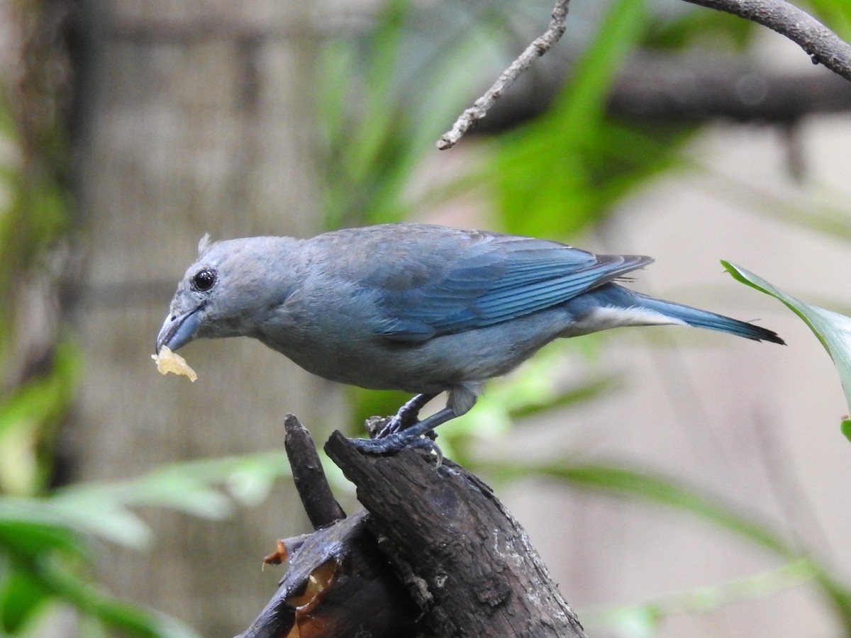 Sayaca Tanager - Daniel Garrigues