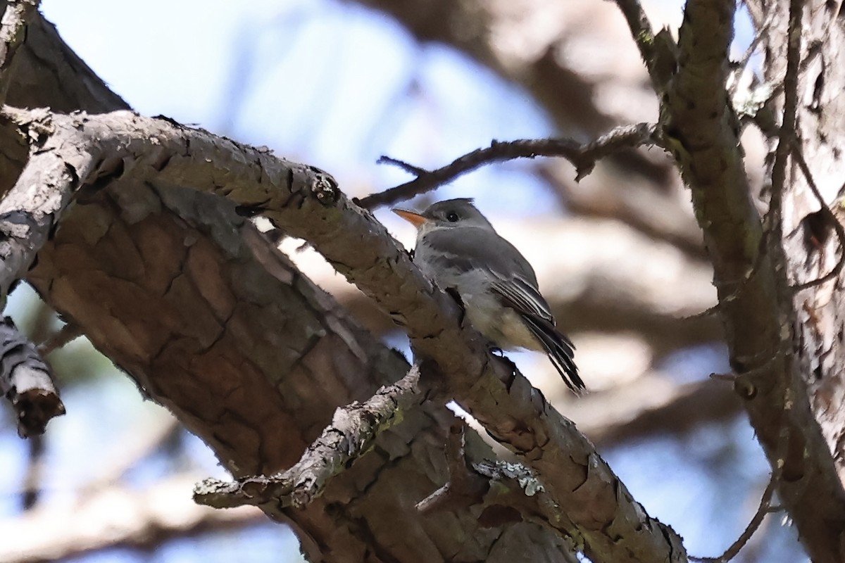 Greater Pewee - ML615334952