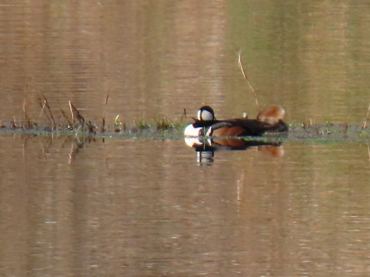 Hooded Merganser - ML615335026