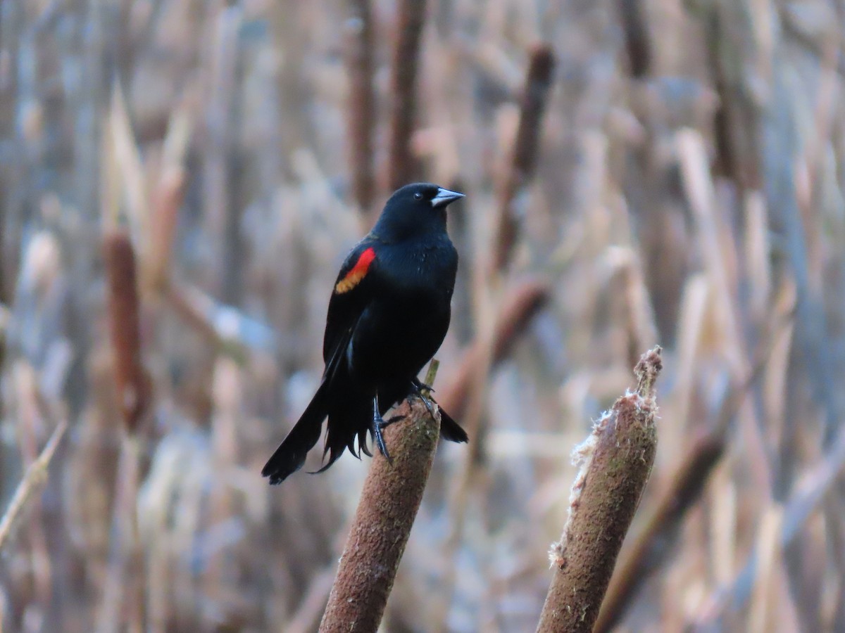 Red-winged Blackbird - Kathleen Williams