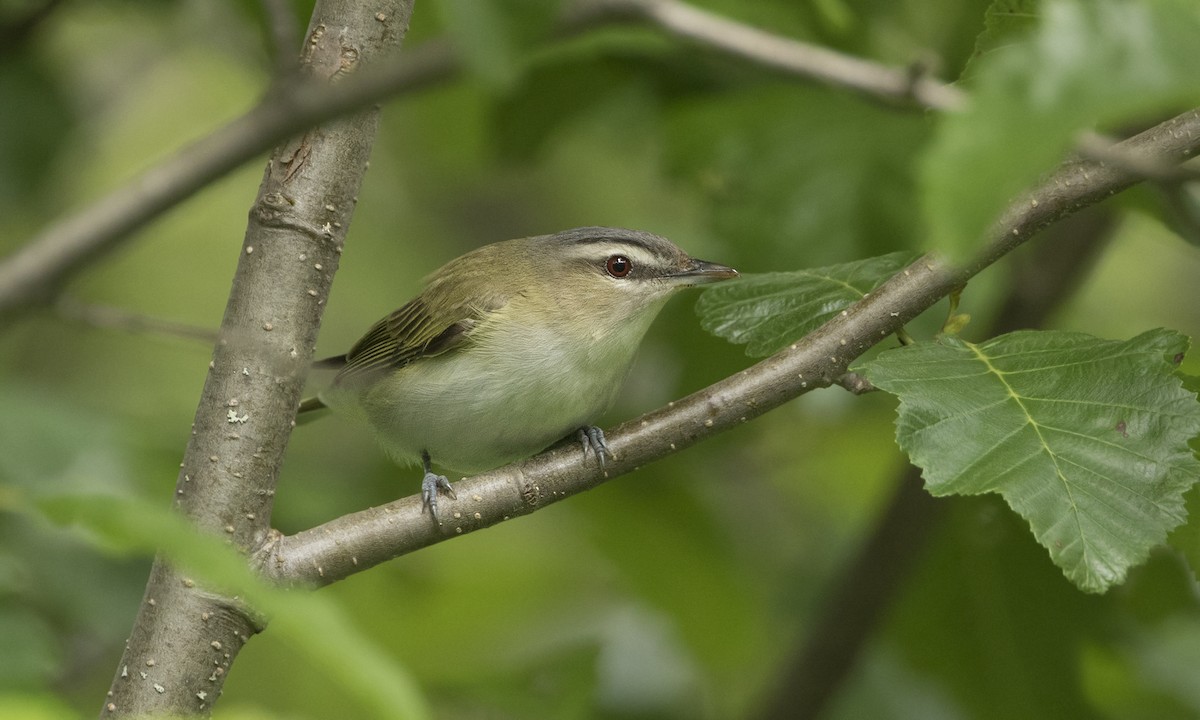 rødøyevireo - ML615335079