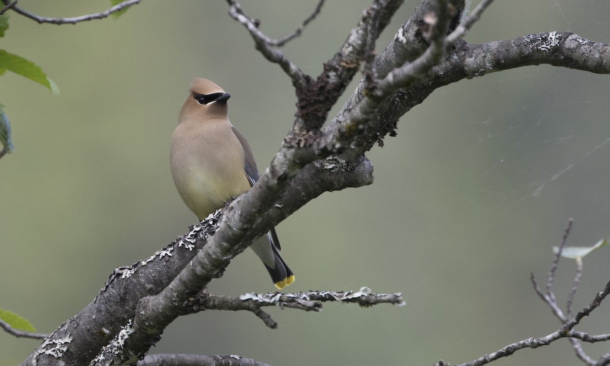 Cedar Waxwing - Zak Pohlen