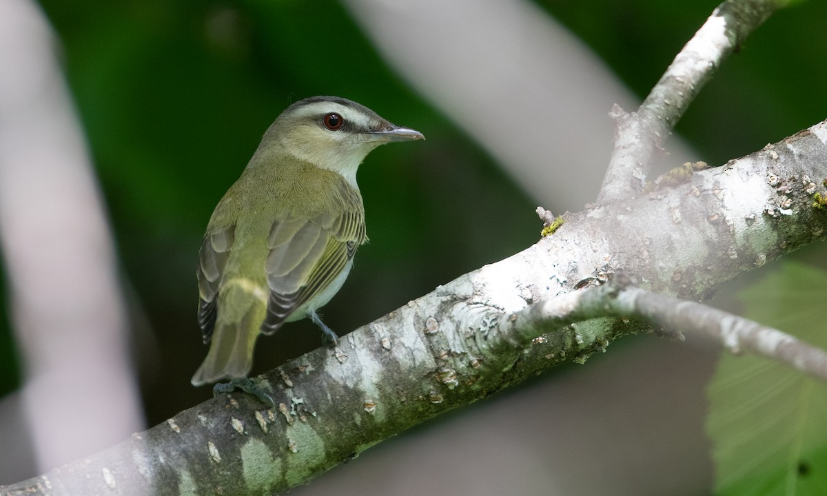 Red-eyed Vireo - Zak Pohlen