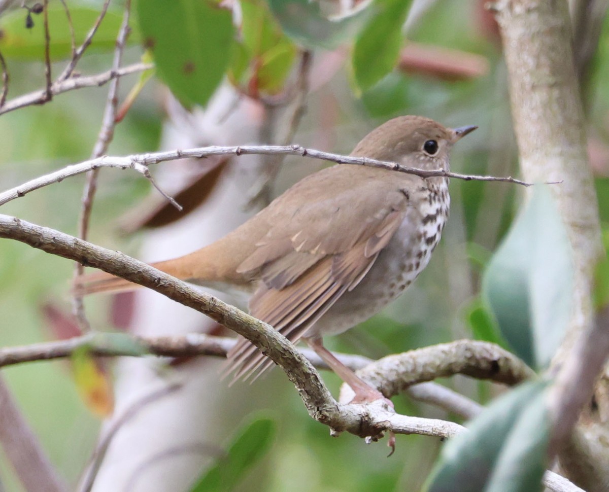 Hermit Thrush - Diane Etchison